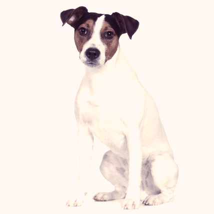 Parson Russell Terriers photo
