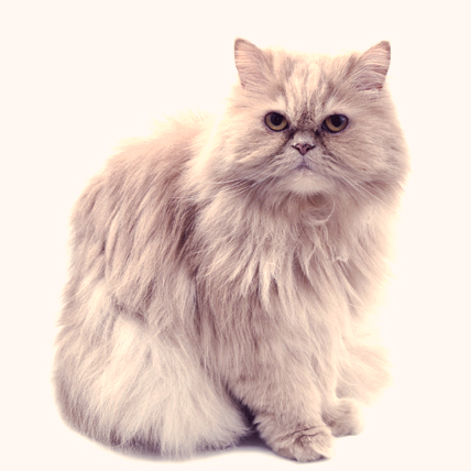 Persian cats photo