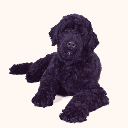 Portuguese Water Dogs photo
