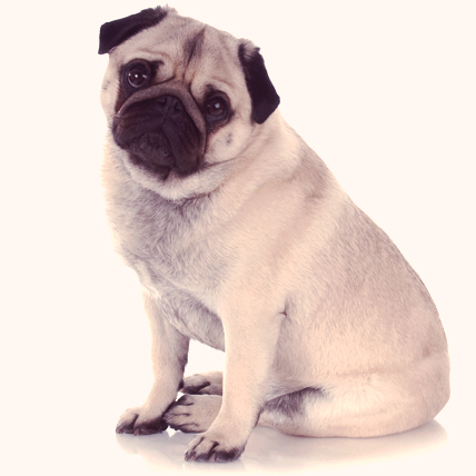 are pugs related to mastiffs