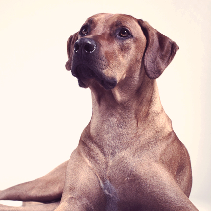 low energy short haired dogs