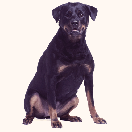 Rottweilers photo