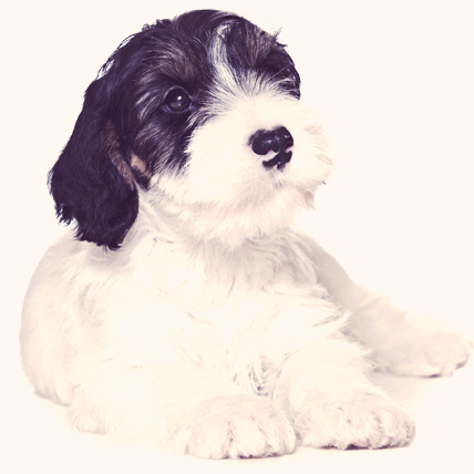 are sealyham terriers good companion dogs