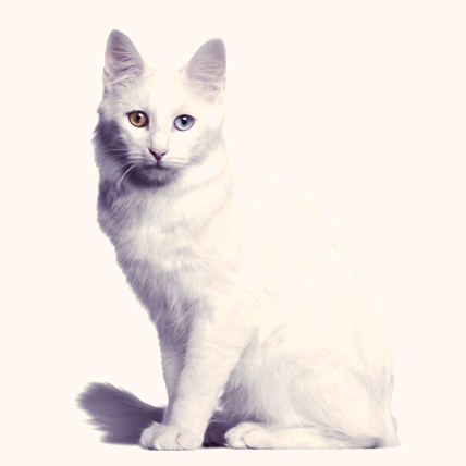 Turkish Angora cat photo