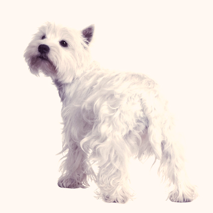 West Highland White Terrier photo