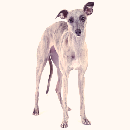 Whippet dogs photo
