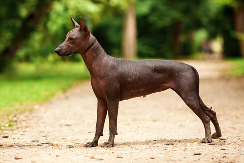 can i give biscuits to my puppy xoloitzcuintli