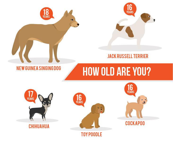 Chihuahua Dog Years Chart