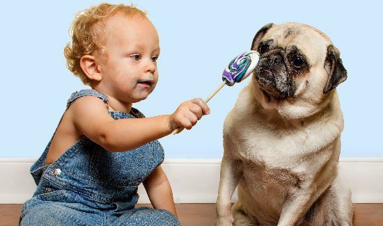 Do You Love Your Dog Like a Child?