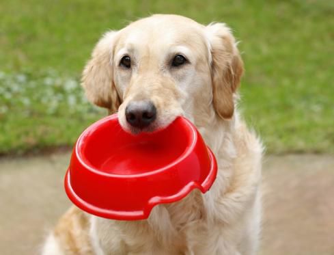 Pets MealTime