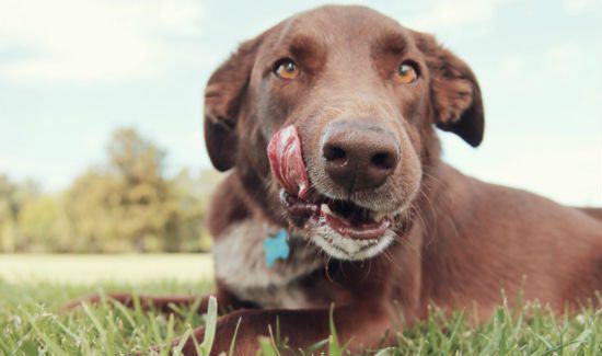 Raw Pet Food Diet