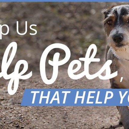 Giving Back: PetPlus Announces $10K Donation Initiative