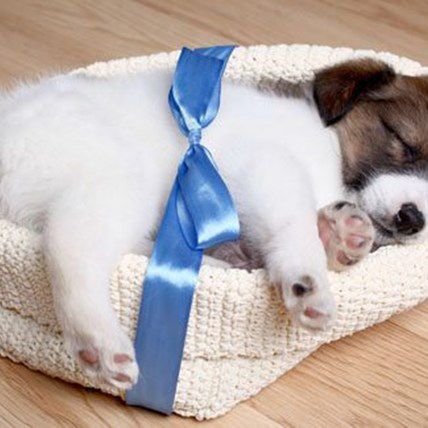Image for Should You Give a Pet as a Gift?