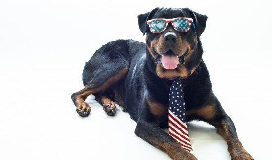 Dog with American Flag