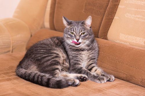 shutterstock_160993652_2