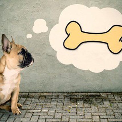 Are Bones Safe For Dogs?