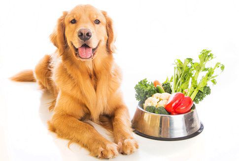 fruits and vegetables for dogs
