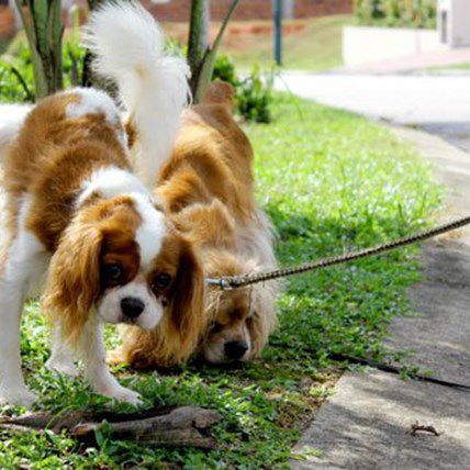 Image for 7 Ways to Keep Your Dog From Urine Marking