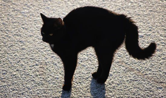Black-Dog-Syndrome-1