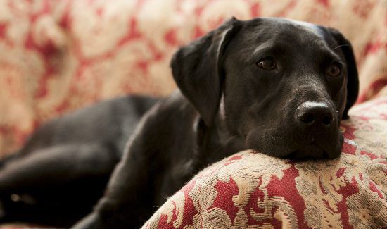Black-Dog-Syndrome-4