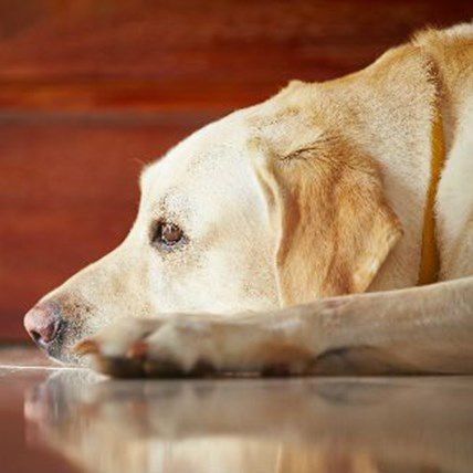 5 Triggers For Dog Anxiety & 4 Ways to Deal With Them