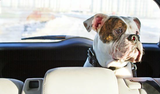 dogs-in-cars-1
