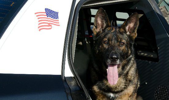 dogs-in-cars-2