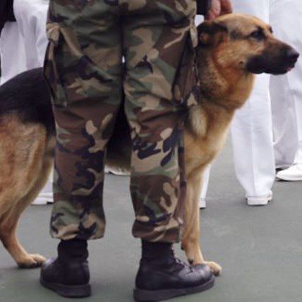 Retired Sergeant Reunited with Partner, a Bomb Sniffing Dog