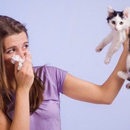 What to Do if Your Friend Is Allergic to Your Pet