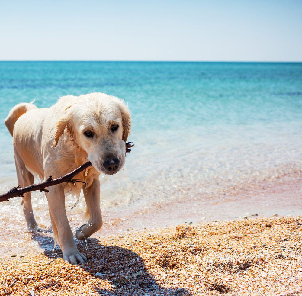 How to Bring Your Dog to the Beach