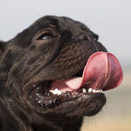 Image for How to Identify Heat Stroke in Dogs