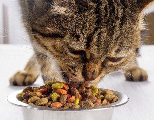Homemade Treats for Cats