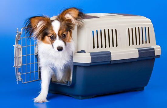 Transition Your Dog From Crate to Free Roaming
