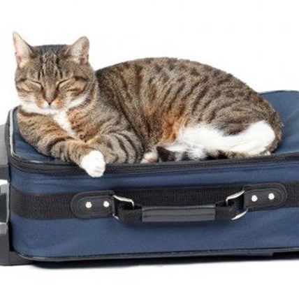 3 Ways to Take Care of Your Pets While You're on Vacation