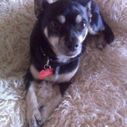 Steven the Dog Survives Coyote Attack