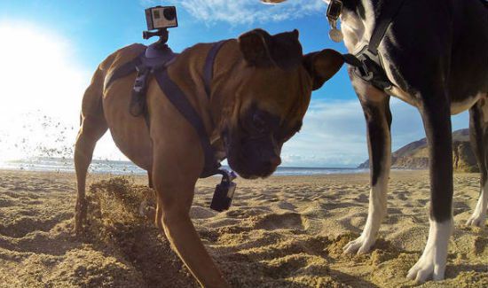 GoPro-Dog-Harness-2