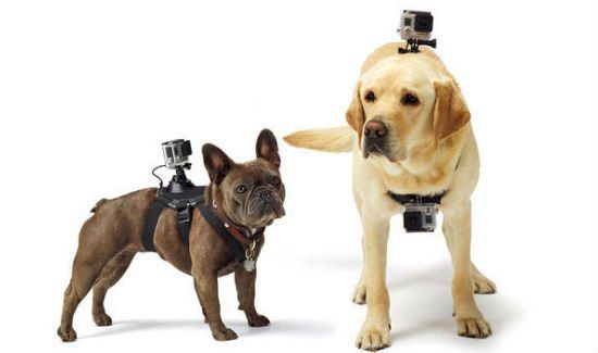 GoPro-Dog-Harness-4