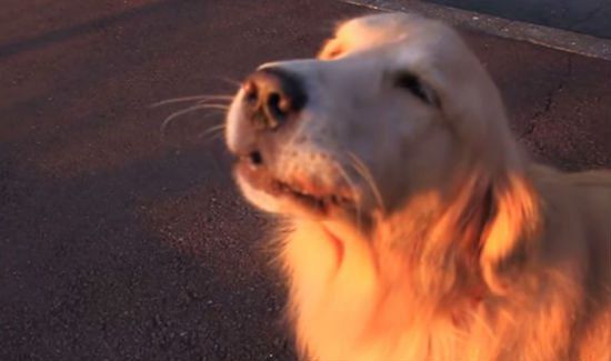DOG VIDEO: Dog Howls Like He's an Ambulance!