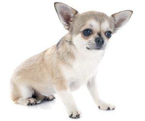 Common shelter dog breeds: Chihuahua