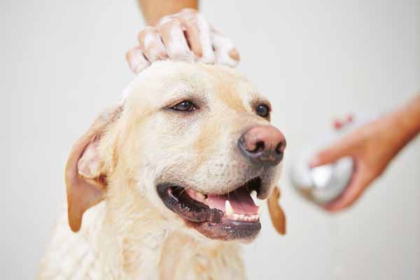 how often can you bathe your dog with baby shampoo