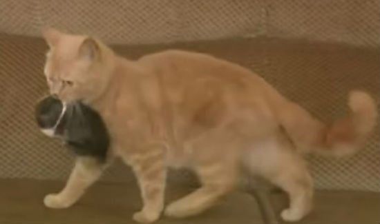 INCREDIBLE: Mother Cat Adopts Orphaned Baby Rabbit