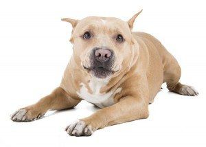 Common shelter dog breeds: Pit Bull