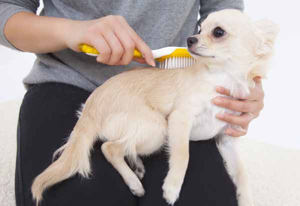 4 Easy Ways to Give Your Pet a Shiny Coat