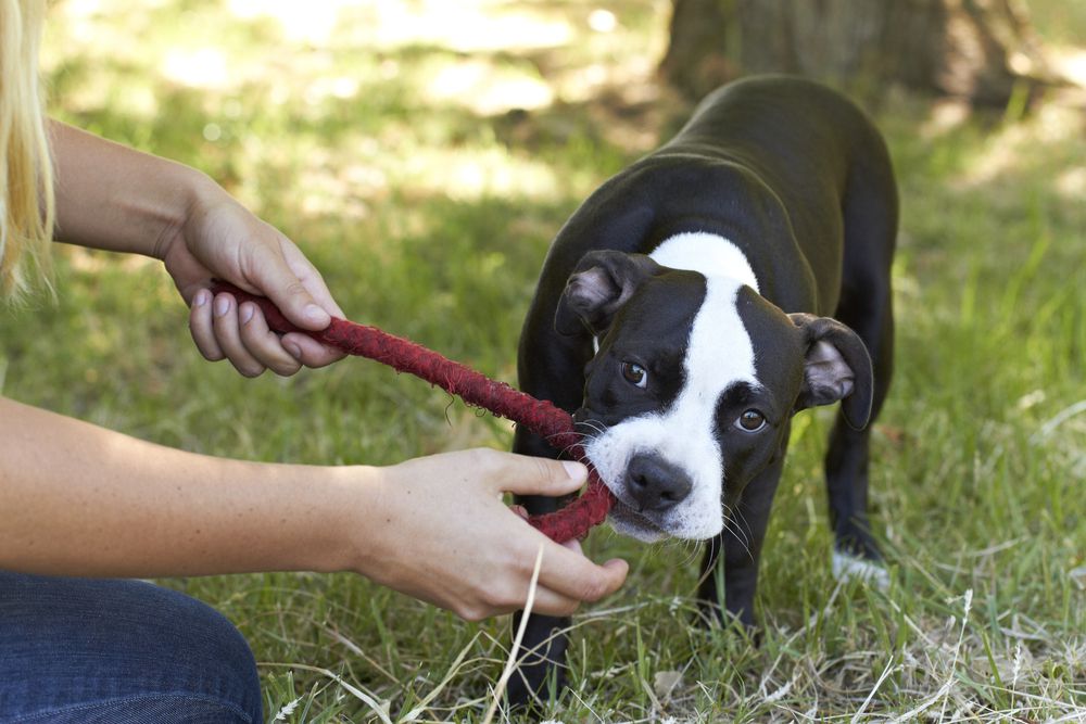 5 Fun Games to Play With Your Dog