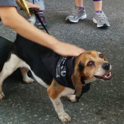 The Badass Brooklyn Rescue Fall Festival: What A Blast!
