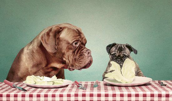 Understanding Dog Food Allergies