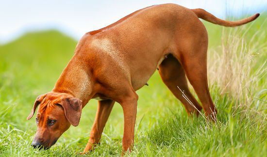 Researchers Use Dogs' Noses to Sniff Out Ovarian Cancer Pt. 1
