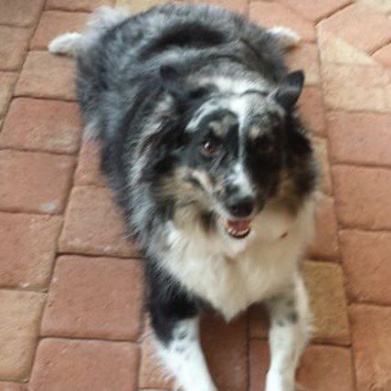 Even Skin Allergies in Dogs Can't Come Between These BFFs