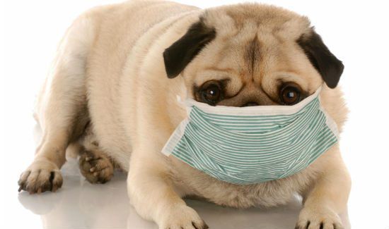 The Ebola Disease in NYC! Are Your Pets Safe?