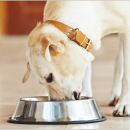 Are You Feeding Your Dog Poison? | PetCareRx